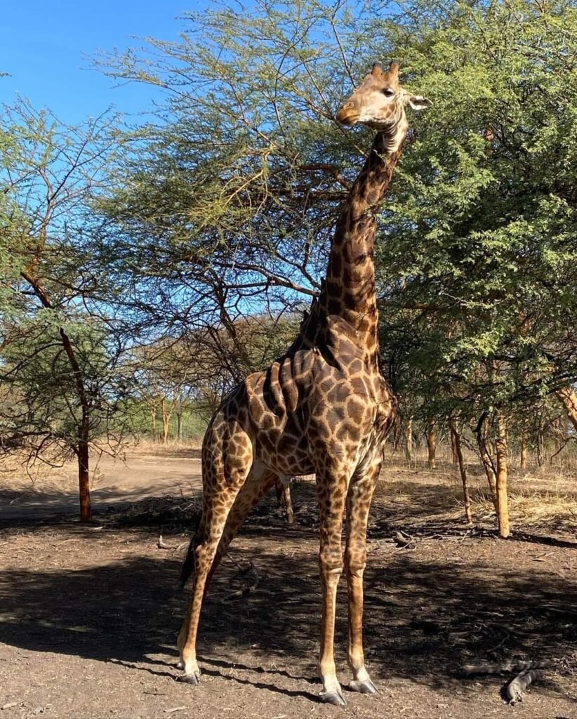 Trouver votre location de vacances au Sénégal, villa, appartement, maison d'hôtes, hôtels à louer au sénégal, saly, somone, dakar casamance.
Une conciergerie au sénégal qui comblera vos attentes