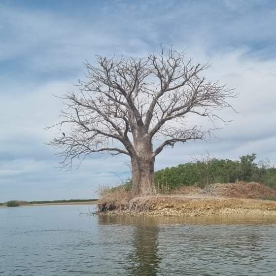 location de vacances au Sénégal, villa à louer au senegal, appartement à louer au sénégal, chambre à louer au sénégal. Hotel à louer sénégal, vacances saly, vacances ngaparou, location appartement senegal, location villa senegal.
Visiter et découvrez le sénégal. Conciergerie au sénégal.Rent senegal, holiday in senegal, house in senegal, flat in senegal, home in senegal, cottage in senegal. Notre guide local vous fera découvrir toutes les merveilles de la faune, flore et culture du Sénegal.
Bensoin de détente, de bien être, de massage au sénégal.Saint louis du sénégal, dakar sénégal, lac rose sénégal, la somone sénégal, saly sénégal, mbour sénégal, sine saloum sénégal, casamance sénégal.